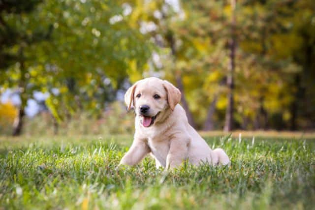 blije hond in het gras