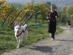 canicross - hardlopen met je hond