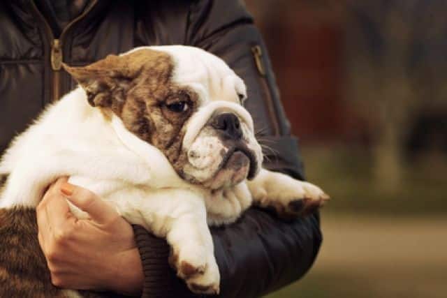 Te dikke pup in armen baasje