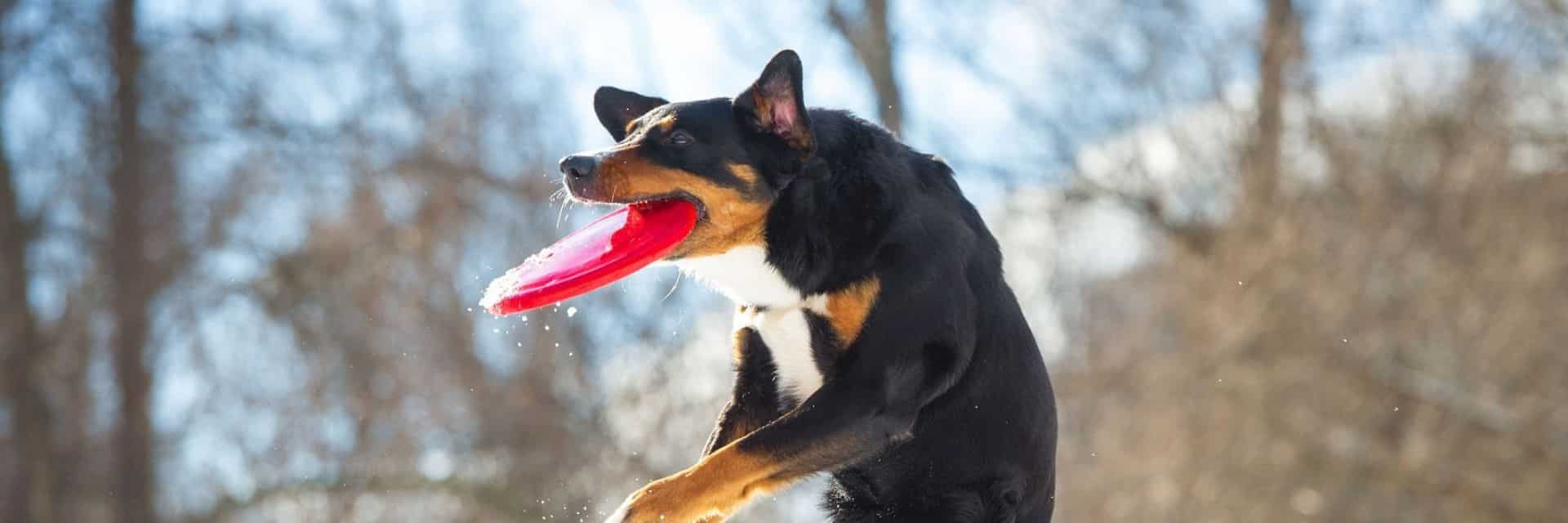 Hongt vangt springend een frisbee