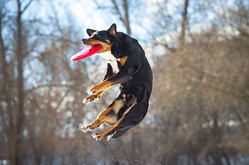 dogfrisee hond vangt frisbee