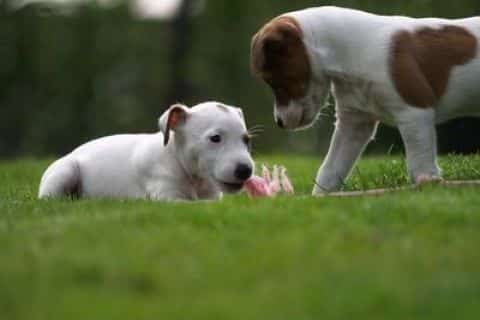 Twee spelende puppy's