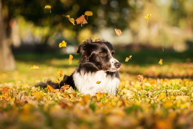 Hond in de herfstbladeren