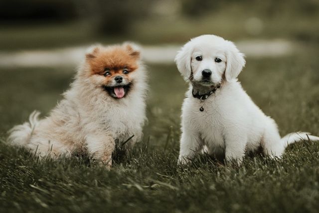 Twee puppy's in het gras