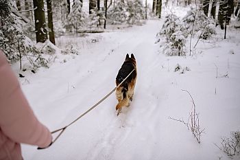 tips voor je hond in de sneeuw