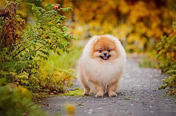 herfstwandeling