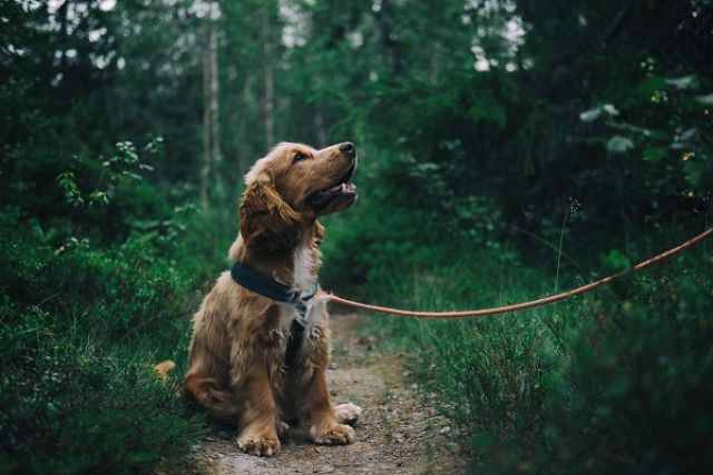 Spaniel wandelt aan de lijn in het bos