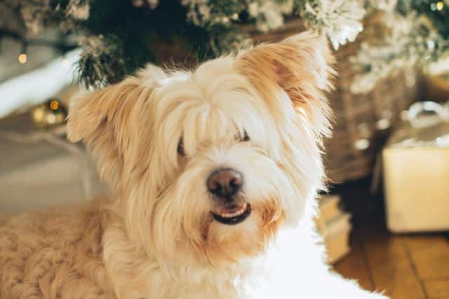 Hond verwennen met kerst