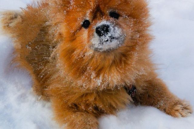 Puppy ligt in de sneeuw