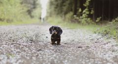 Kleine hond wandelend op besneeuwd bospad