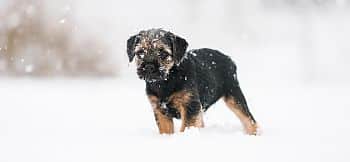 hond in de sneeuw