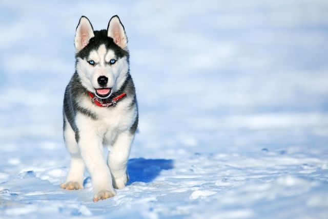 husky pup in de sneeuw