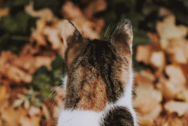 Kat tussen herfstbladeren