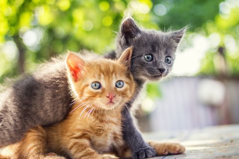 Twee kleine kittens