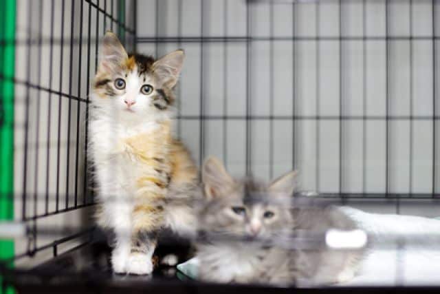 Twee kittens in de bench