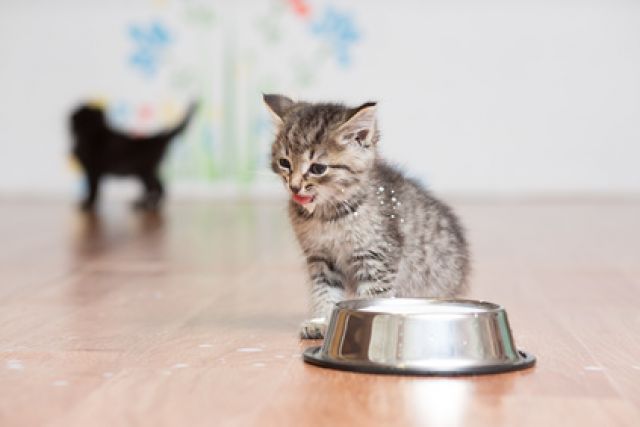 Kitten met schaaltje melk