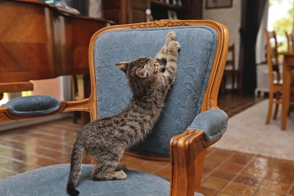 kitten krabt aan meubels