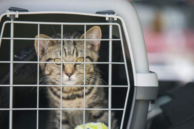 kitten vervoeren in een reismand