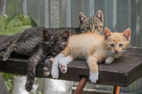 Kittens samen op bankje