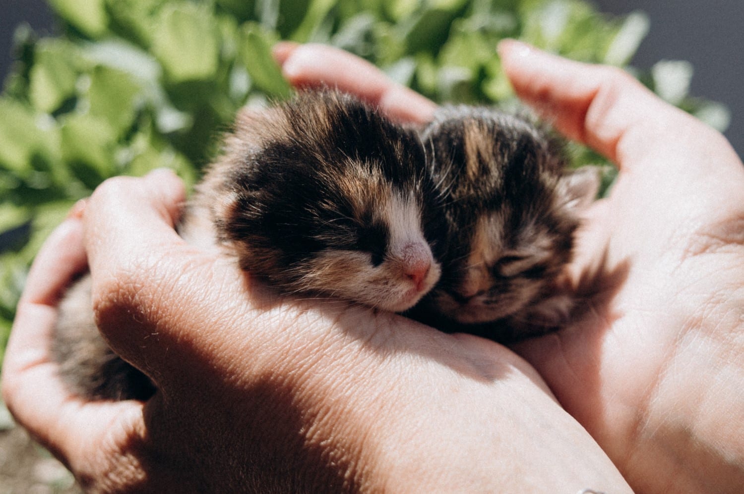 pasgeboren kittens