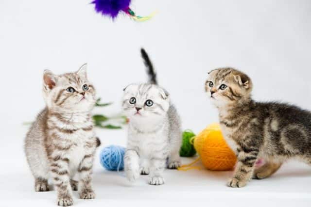 Spelende kittens met bollen wol op de achtergrond