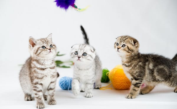 Drie kittens met bollen wol op de achtergrond