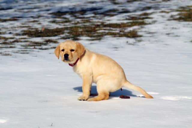 labrador puppy poepen in de sneeuw