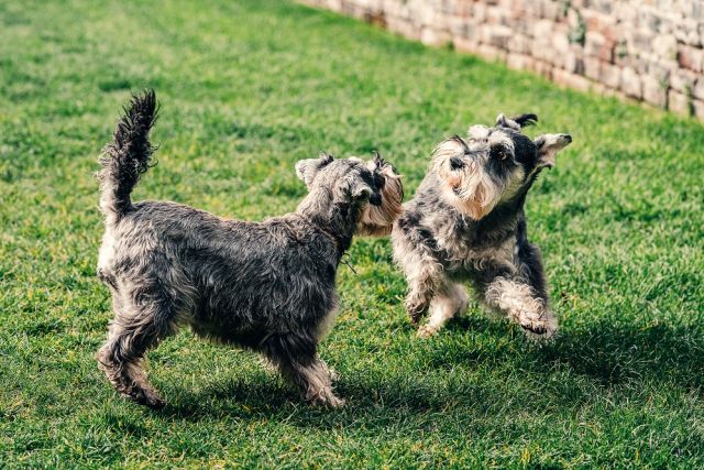 Spelende honden in het gras