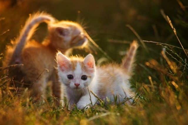 Twee kittens in het gras