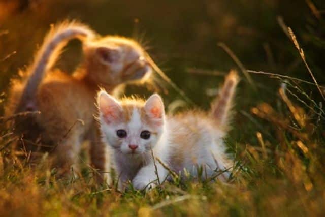 diepvries Ideaal Sinds Eén of twee kittens? - Smølke