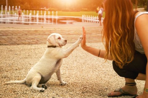 puppy trainen