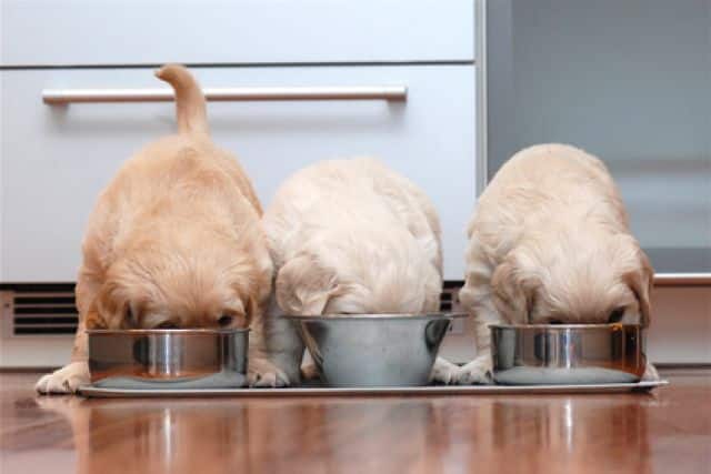 puppy's eten