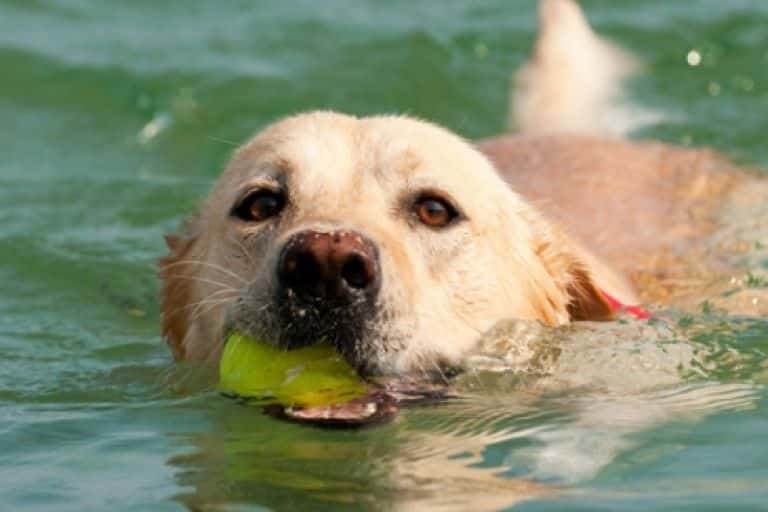 Golden retriever zwemt met tennisbal in bek