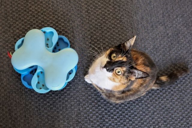 Kat met voederpuzzel