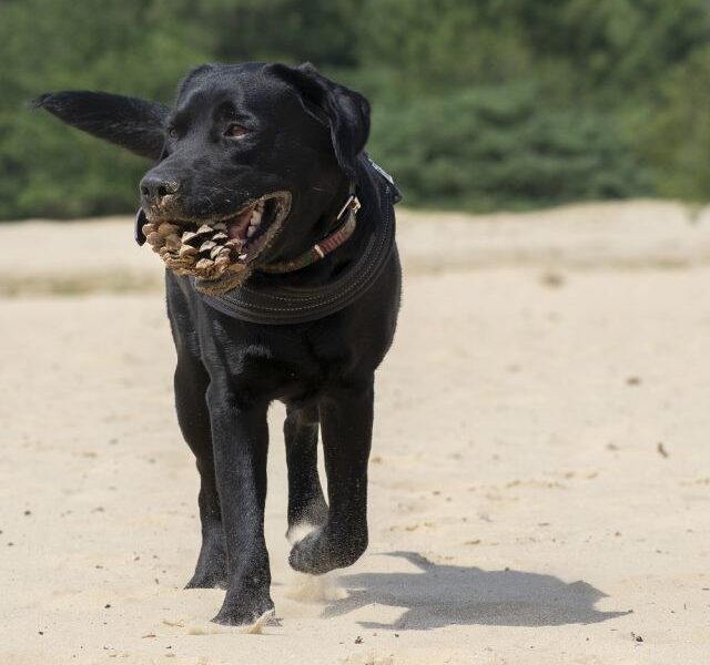 baloe-hond-wandelen-in-bosch-en-duin