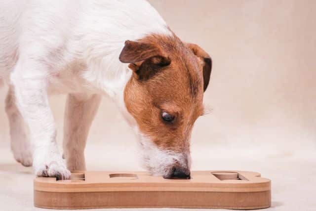 Missionaris Harde ring Top Hersenwerk voor honden - Smølke