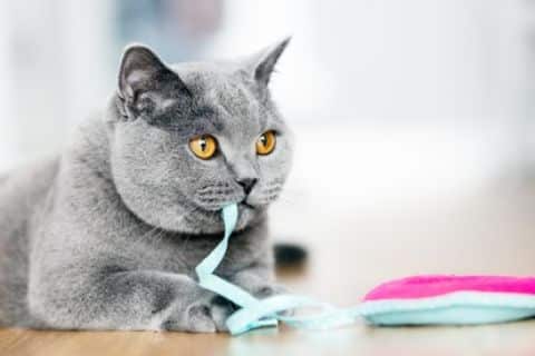 Kat spelend met lint
