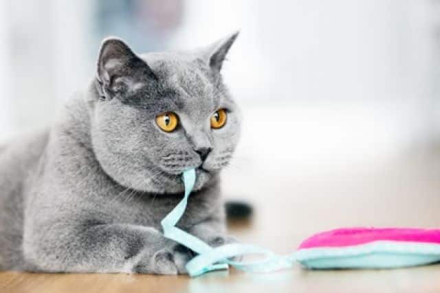 Kat speelt met lint