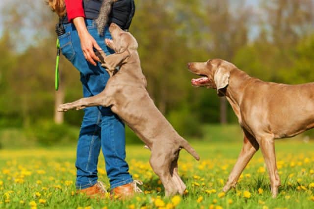 hond komt naar baasje toe