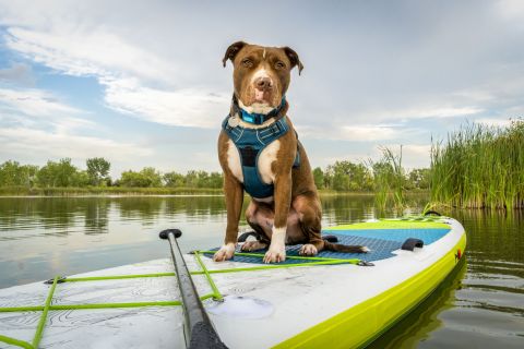 hond op supboard