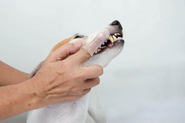 tandenpoetsen puppy