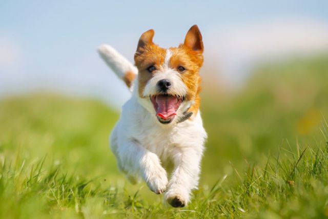 Hond rent in het gras richting de camera