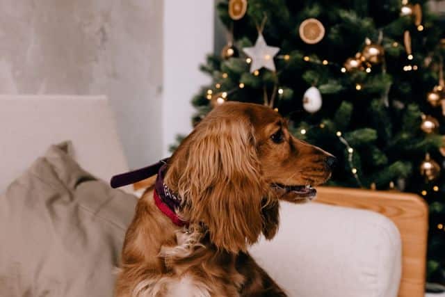 Hond voor de kerstboom