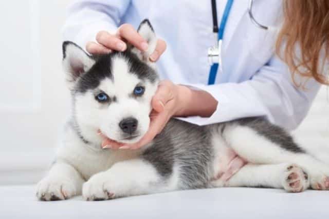 Husky op de behandeltafel bij de dierenarts