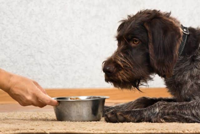 Zwarte hond wordt gevoerd