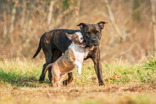 American Staffordshire Terr