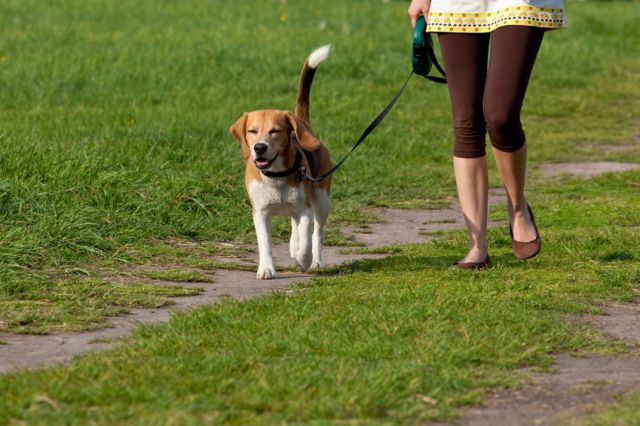 wandelen-met-hond