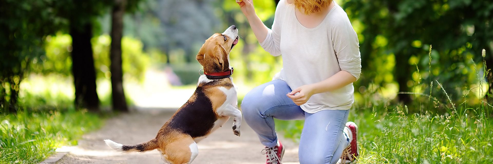 Beagle en trainer