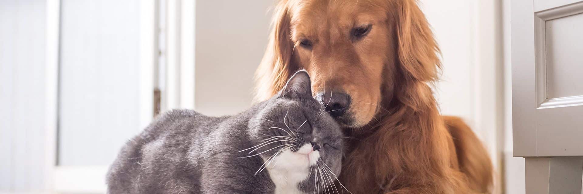 Hond en kat knuffelend