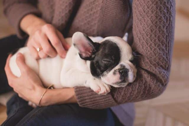 Franse bulldog slapend in armen baasje